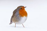 Roodborst in de sneeuw