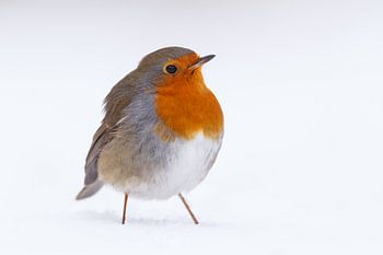 Rotkehlchen im Schnee