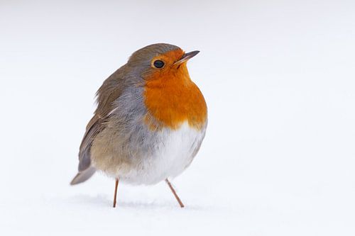 Robins in the snow