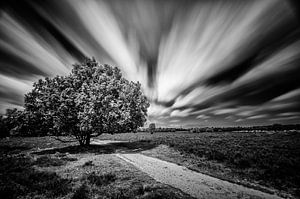 Eenzame boom op de heide van het Loosdrechtsebos  (Zwart-wit) von John Verbruggen