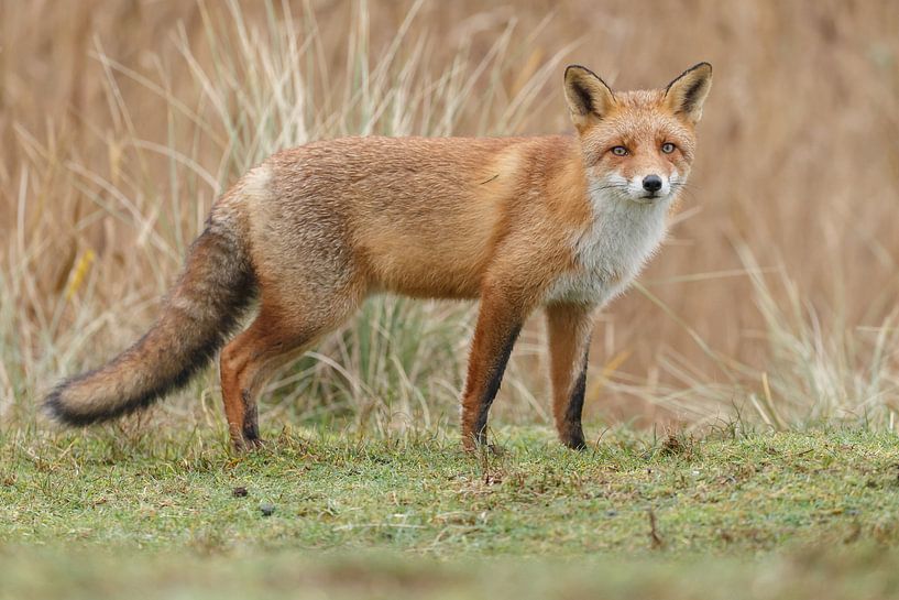 Vos  par Menno Schaefer