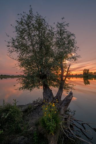 Sfeervolle boom bij meertje met zonsondergang