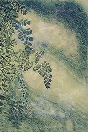 Mystical Elegance - ?????????? ?? ?????? ????? by Monique de Wit