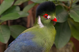 Weißwangen-Turako – Farben der Tropen von Bas Greevink