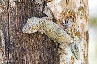 Mossige gekko op een boom van Dennis van de Water thumbnail