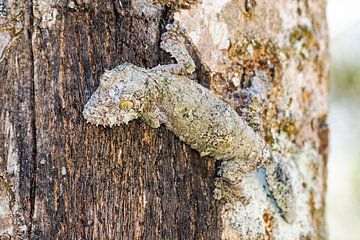 Mossige gekko op een boom van Dennis van de Water
