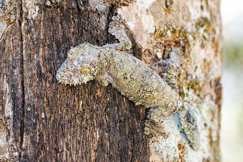 Mossige gekko op een boom von Dennis van de Water