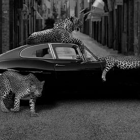 Jaguar Auto van Beeldmeester