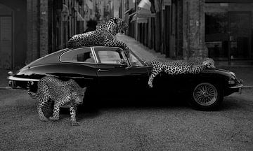 Jaguar Auto van Beeldmeester