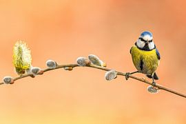 Mésange bleue sur chaton de saule