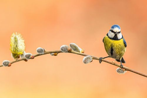 Pimpelmees op wilgenkatje