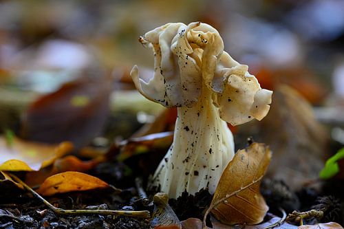 De mooiste paddenstoel in de vorm van een bloem