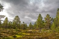 Natuurgebied Idre, regio Dalarna in Midden-Zweden von Margreet Frowijn Miniaturansicht