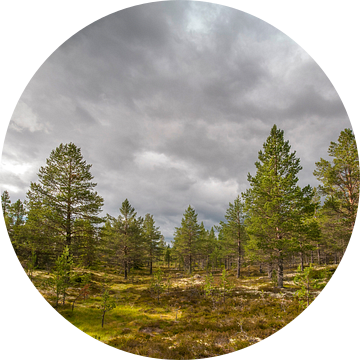 Natuurgebied Idre, regio Dalarna in Midden-Zweden van Margreet Frowijn