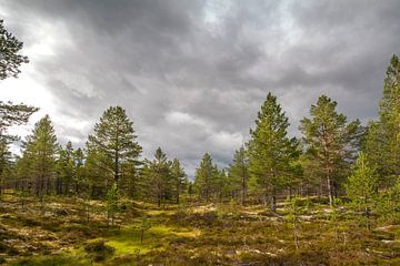 Natuurgebied Idre, regio Dalarna in Midden-Zweden sur Margreet Frowijn