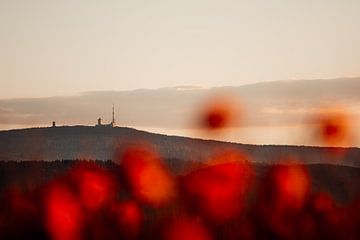 Der Brocken und das Mohnfeld von Oliver Henze