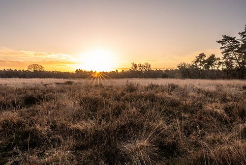den Treek Henschoten part 7