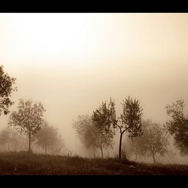 Oliviers dans la brume sur Manuel Meewezen