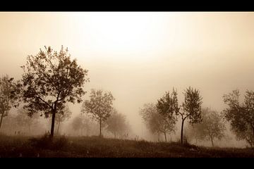 Olivenbäume im Nebel von Manuel Meewezen