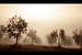 Olive Trees in the Mist van Manuel Meewezen