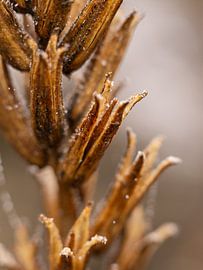 nature is ripe by MvdP fotografie