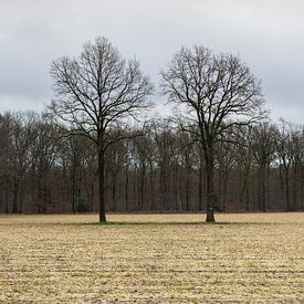 Winterlandschap met twee kale bomen van Dick Doorduin