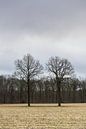 Winterlandschaft mit zwei kahlen Bäumen von Dick Doorduin Miniaturansicht