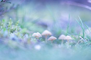 Paddenstoeltjes in lila