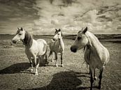 Paarden in een weiland, in Wales / wolken / grijs / zwart wit / vintage / fotografie / kunst van Art By Dominic thumbnail