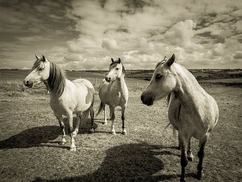 Paarden in een weiland, in Wales / wolken / grijs / zwart wit / vintage / fotografie / kunst