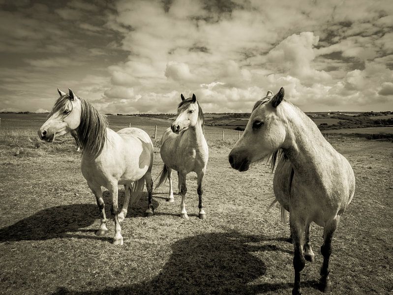 Pferde auf einer Weide, in Wales / Wolken / Grau / Schwarzweiß / Vintage / Fotografie / Kunst von Art By Dominic