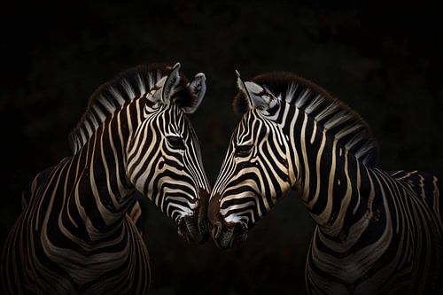 Twee zebras in een donkere omgeving