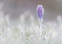 Krokus nach Nachtfrost