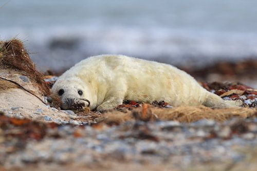 Grijze zeehond (Halichoerus grypus) Pup, in de natuurlijke habitat, Helgoland Duitsland