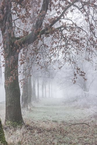 Mistige winterochtend 3