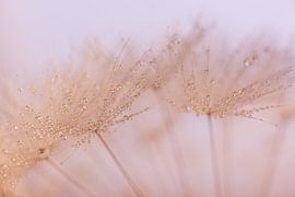 Droplets on fluff in pastel colors by Marjolijn van den Berg