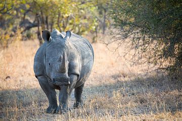 Rhino Portrait II by Thomas Froemmel