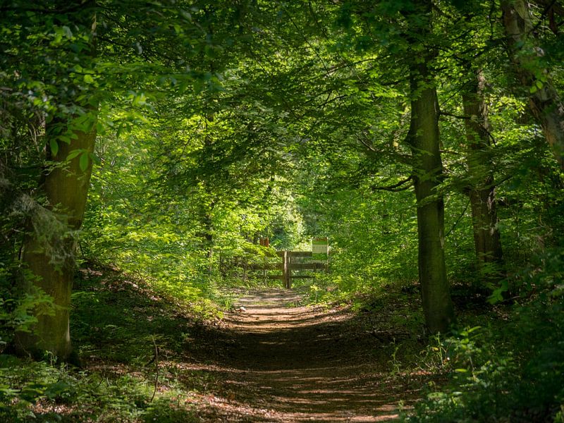 Railings at the end of the path by Martijn Tilroe