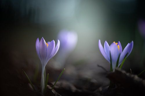 Krokussen in het licht