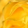 Detail gele roos staand van Sascha van Dam