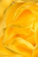 Detail gele roos staand