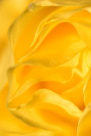 Detail gele roos staand sur Sascha van Dam