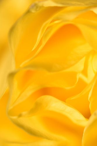 Detail gele roos staand