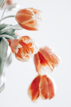 Tulipes sur Steffen Gierok