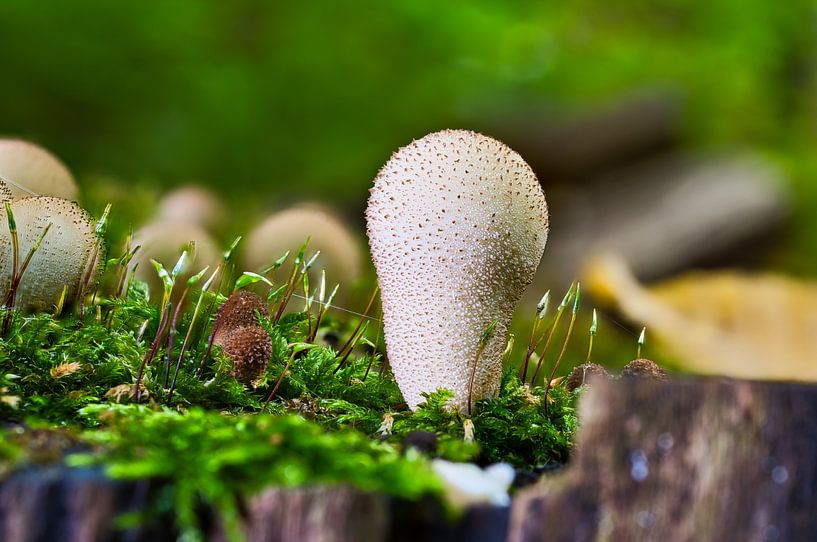 Vue de champignons dans un arbre creux par Andreas Völkel