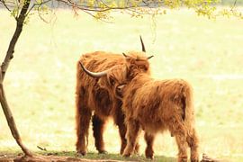 Scottish highlander mother and her calf under trees by Bobsphotography