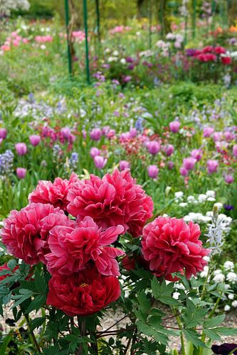 Rode pioenrozen met tulpen op de achtergrond