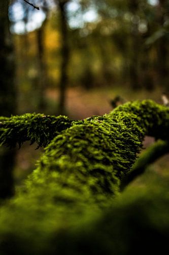 Mooszweig im Wald