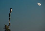 Kleiner Vogel im Mondlicht von Marcel van Balken Miniaturansicht