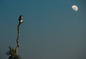 Bird in the moonlight sur Marcel van Balken